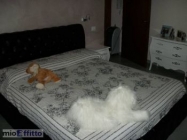 Appartamento a Cascina a 600€ al mese