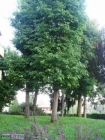 Appartamento a Monticello Brianza a 500€ al mese