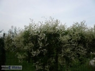 Appartamento a Treviglio a 390€ al mese