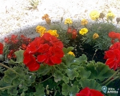 Villa a Sarzana a 500€ al mese