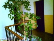 Appartamento a Melzo a 550€ al mese